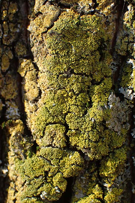 Candelariella reflexa \ Gr�ne K�rnchenflechte, D D&uuml;sseldorf 11.3.2022