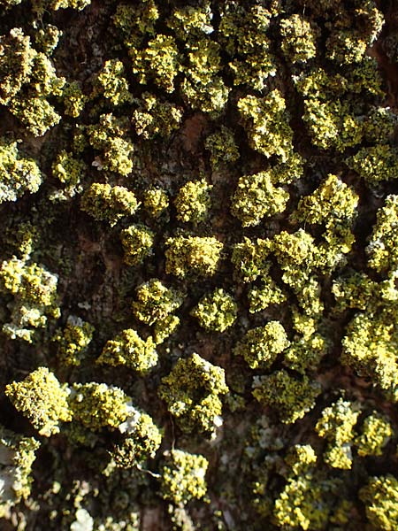 Candelariella reflexa \ Gr�ne K�rnchenflechte, D D&uuml;sseldorf 11.3.2022