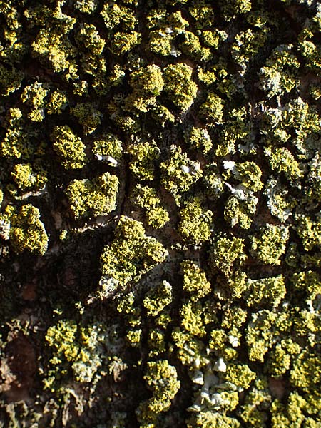 Candelariella reflexa \ Gr�ne K�rnchenflechte, D D&uuml;sseldorf 11.3.2022