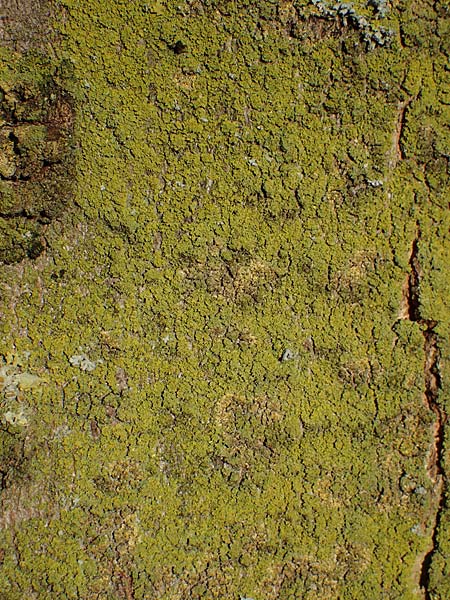 Candelariella reflexa \ Gr�ne K�rnchenflechte, D D&uuml;sseldorf 11.3.2022