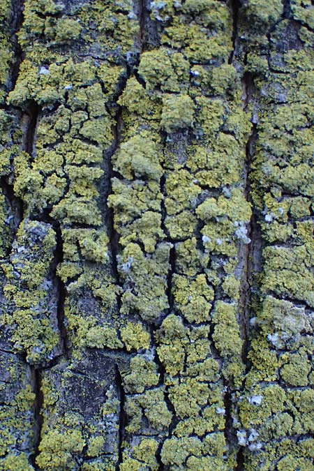Candelariella reflexa \ Gr�ne K�rnchenflechte, D D&uuml;sseldorf 11.3.2022