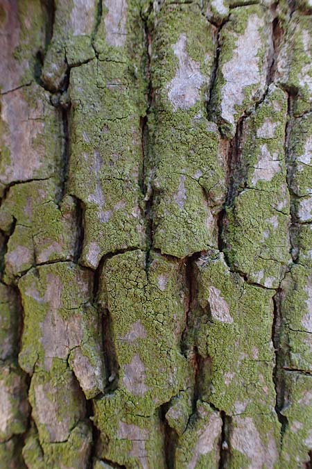 Candelariella reflexa \ Gr�ne K�rnchenflechte, D D&uuml;sseldorf 11.3.2022