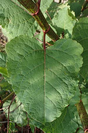 Fallopia x bohemica \ Hybrid-Stauden-Kn�terich / Hybrid Knodweed, D Mannheim 26.4.2022