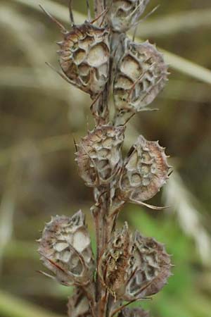 Onobrychis viciifolia \ Futter-Esparsette, Saat-Esparsette / Sainfoin, D Pfalz,  Dannstadt 20.7.2023