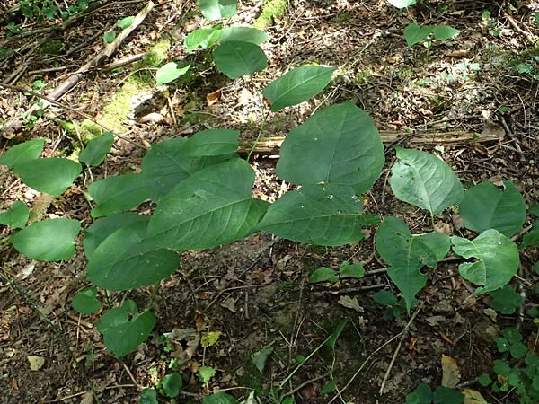 Fallopia x bohemica \ Hybrid-Stauden-Kn�terich / Hybrid Knodweed, D Otzberg 16.8.2025