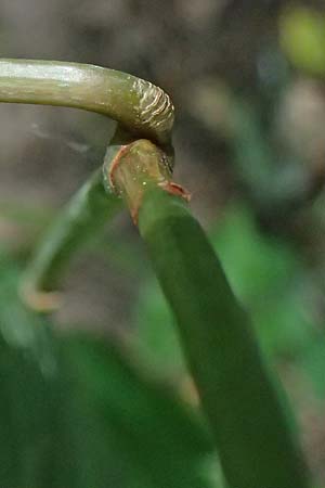 Fallopia x bohemica \ Hybrid-Stauden-Kn�terich / Hybrid Knodweed, D Otzberg 16.8.2025