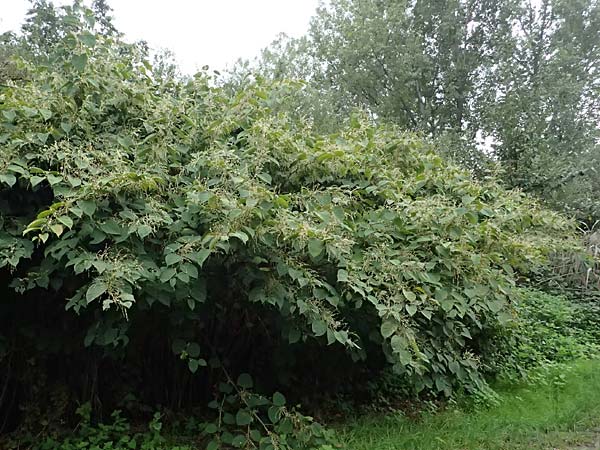 Fallopia x bohemica \ Hybrid-Stauden-Kn�terich / Hybrid Knodweed, D B&uuml;rstadt 27.9.2025