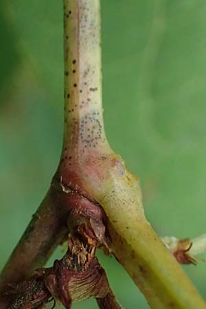 Fallopia x bohemica \ Hybrid-Stauden-Kn�terich / Hybrid Knodweed, D B&uuml;rstadt 27.9.2025