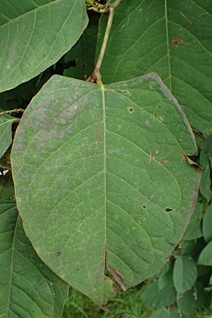 Fallopia x bohemica \ Hybrid-Stauden-Kn�terich / Hybrid Knodweed, D B&uuml;rstadt 27.9.2025