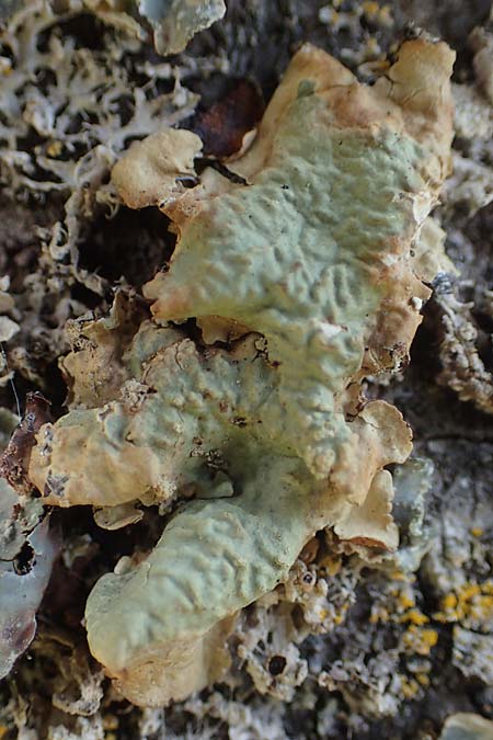 Melanohalea laciniatula ? \ Braunblattflechte, D Bochum 9.8.2021