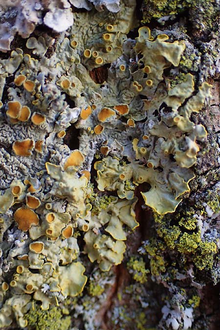 Xanthoria parietina ? \ Gew&ouml;hnliche Gelb-Flechte / Yellow Lichen, D D&uuml;sseldorf 11.3.2022