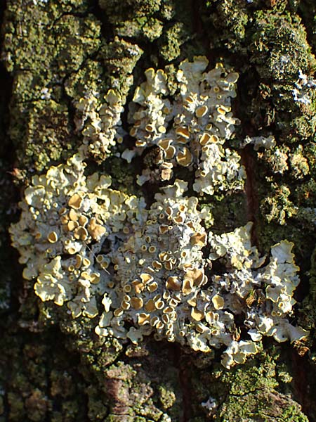 Xanthoria parietina ? \ Gew&ouml;hnliche Gelb-Flechte / Yellow Lichen, D D&uuml;sseldorf 11.3.2022