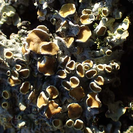 Xanthoria parietina ? \ Gew&ouml;hnliche Gelb-Flechte / Yellow Lichen, D D&uuml;sseldorf 11.3.2022