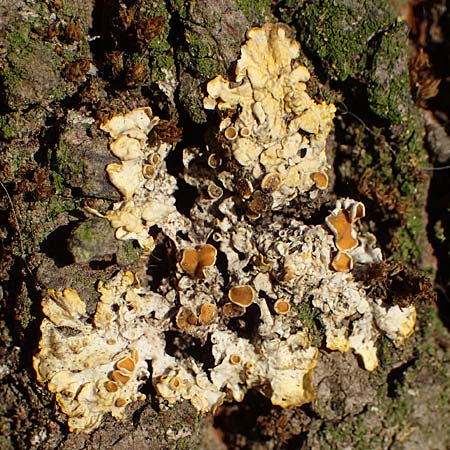 Xanthoria parietina ? \ Gew&ouml;hnliche Gelb-Flechte / Yellow Lichen, D D&uuml;sseldorf 11.3.2022