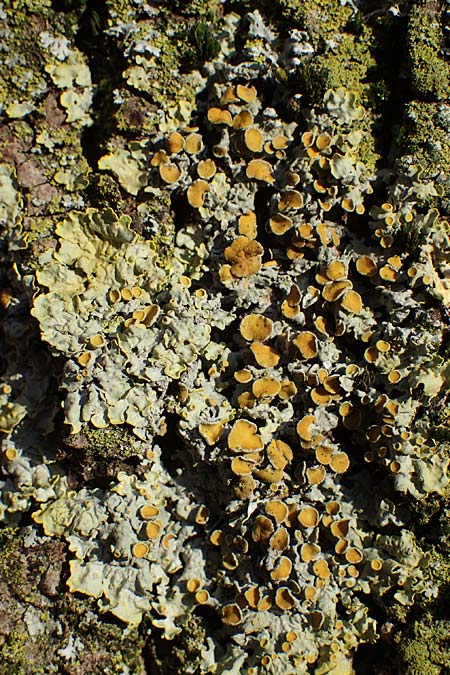 Xanthoria parietina ? \ Gew&ouml;hnliche Gelb-Flechte / Yellow Lichen, D D&uuml;sseldorf 11.3.2022