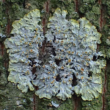 Xanthoria parietina ? \ Gew&ouml;hnliche Gelb-Flechte / Yellow Lichen, D D&uuml;sseldorf 11.3.2022
