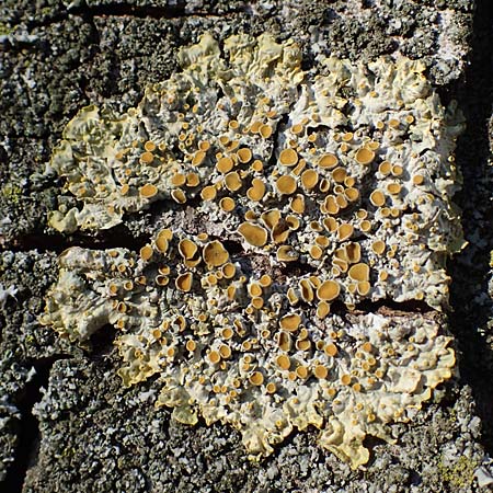 Xanthoria parietina ? \ Gew&ouml;hnliche Gelb-Flechte / Yellow Lichen, D D&uuml;sseldorf 11.3.2022