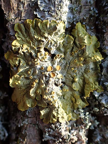 Xanthoria parietina ? \ Gew&ouml;hnliche Gelb-Flechte / Yellow Lichen, D D&uuml;sseldorf 11.3.2022