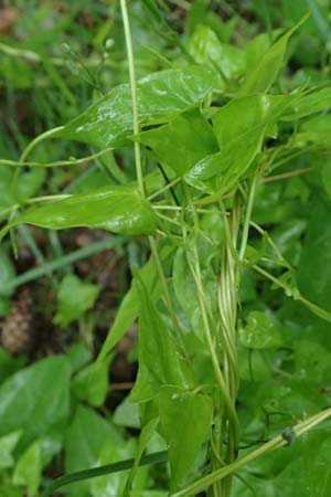 Fallopia dumetorum \ Hecken-Windenkn�terich / Copse Bindweed, D Rheda-Wiedenbr&uuml;ck 2.8.2023