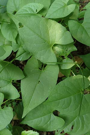 Fallopia convolvulus \ Acker-Fl�gelkn�terich, Gemeiner Windenkn�terich / Black Bindweed, D Mannheim 9.6.2018