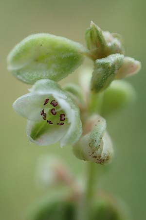 Fallopia dumetorum \ Hecken-Windenkn�terich / Copse Bindweed, D Ludwigshafen 10.6.2018