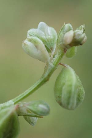 Fallopia dumetorum \ Hecken-Windenkn�terich / Copse Bindweed, D Ludwigshafen 10.6.2018
