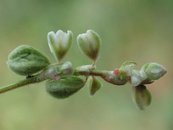 Fallopia dumetorum \ Hecken-Windenkn�terich / Copse Bindweed, D Ludwigshafen 10.6.2018