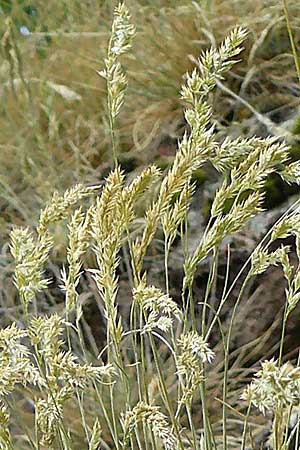 Koeleria macrantha \ Zierliches Schillergras, Steppen-Kammschmiele / Prairie June Grass, D Bad M&uuml;nster am Stein - Niederhausen 6.6.2015