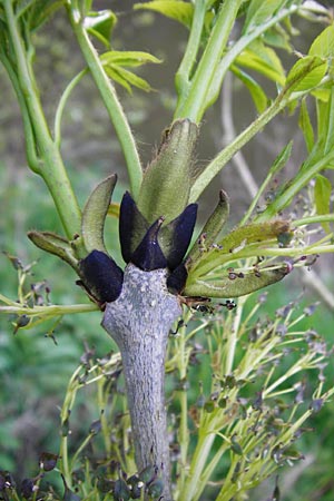 Fraxinus excelsior \ Gew�hnliche Esche / Ash, D Zwingenberg am Neckar 21.4.2015