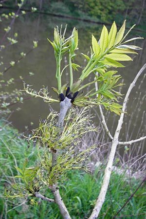 Fraxinus excelsior \ Gew�hnliche Esche / Ash, D Zwingenberg am Neckar 21.4.2015