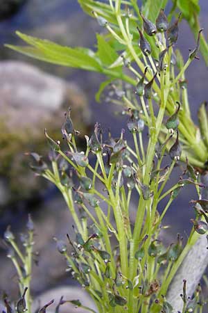 Fraxinus excelsior \ Gew�hnliche Esche / Ash, D Zwingenberg am Neckar 21.4.2015