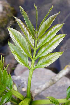 Fraxinus excelsior \ Gew�hnliche Esche / Ash, D Zwingenberg am Neckar 21.4.2015