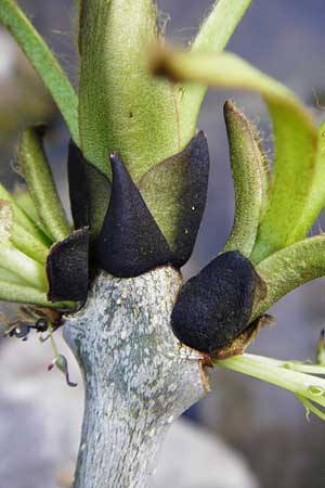Fraxinus excelsior \ Gew�hnliche Esche / Ash, D Zwingenberg am Neckar 21.4.2015