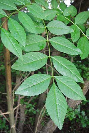 Fraxinus excelsior \ Gew�hnliche Esche / Ash, D Gro&szlig;-Gerau 22.5.2015