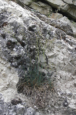 Festuca pallens \ Bleicher Schwingel, Bleich-Schwingel / Pale Fescue, D M&ouml;ttingen-Lierheim 2.6.2015