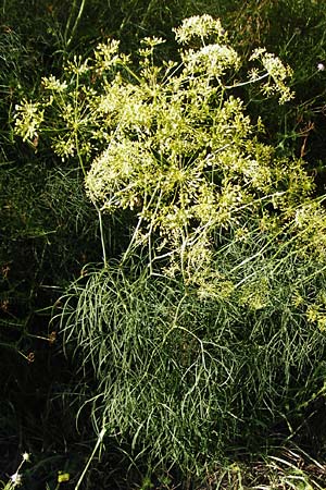 Ferula communis \ Riesen-Fenchel, Gemeines Rutenkraut / Giant Fennel, D Karlsruhe 21.7.2015