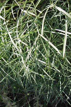 Ferula communis \ Riesen-Fenchel, Gemeines Rutenkraut / Giant Fennel, D Karlsruhe 21.7.2015