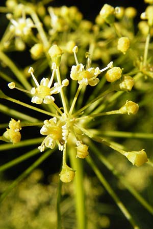 Ferula communis \ Riesen-Fenchel, Gemeines Rutenkraut / Giant Fennel, D Karlsruhe 21.7.2015