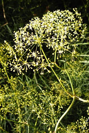 Ferula communis \ Riesen-Fenchel, Gemeines Rutenkraut / Giant Fennel, D Karlsruhe 21.7.2015