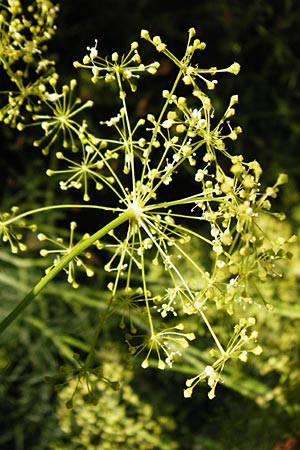 Ferula communis \ Riesen-Fenchel, Gemeines Rutenkraut / Giant Fennel, D Karlsruhe 21.7.2015