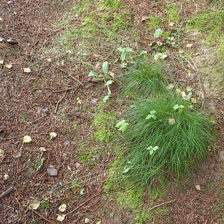Deschampsia flexuosa \ Draht-Schmiele / Wavy Hair Grass, D L&uuml;tzelbach 25.6.2016