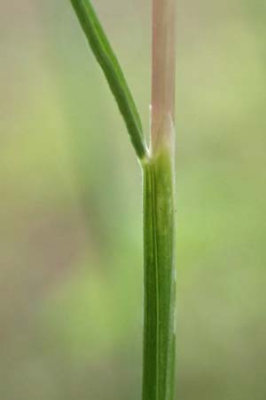 Deschampsia flexuosa \ Draht-Schmiele / Wavy Hair Grass, D L&uuml;tzelbach 25.6.2016