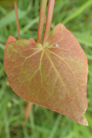 Fagopyrum esculentum \ Echter Buchweizen / Buckwheat, D Kleinwallstadt am Main 16.7.2016