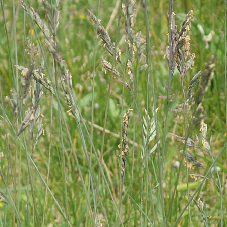 Festuca brevipila \ Raubl�ttriger Schaf-Schwingel / Hard Fescue, D Lorsch 25.5.2017