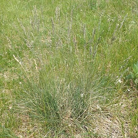 Festuca brevipila \ Raubl�ttriger Schaf-Schwingel / Hard Fescue, D Lorsch 25.5.2017