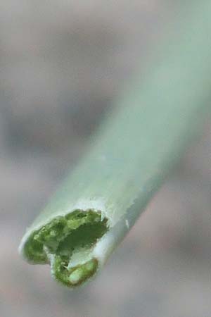 Festuca brevipila \ Raubl�ttriger Schaf-Schwingel / Hard Fescue, D Lorsch 25.5.2017