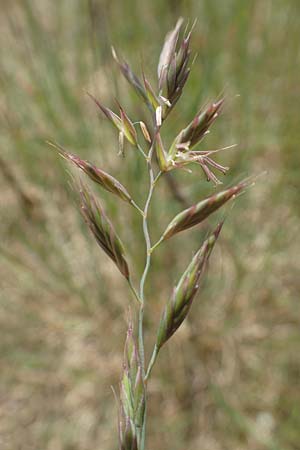 Festuca rubra agg. \ Gew�hnlicher Rot-Schwingel / Creeping Red Fescue, D Mannheim 3.5.2018
