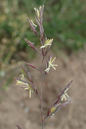 Festuca rubra agg. \ Gew�hnlicher Rot-Schwingel / Creeping Red Fescue, D Mannheim 3.5.2018