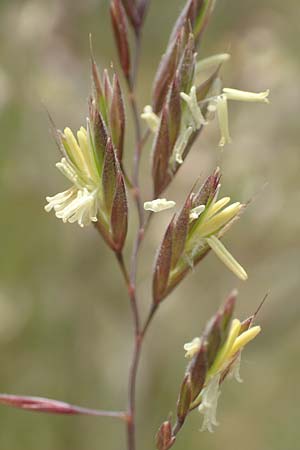 Festuca rubra agg. \ Gew�hnlicher Rot-Schwingel / Creeping Red Fescue, D Mannheim 3.5.2018