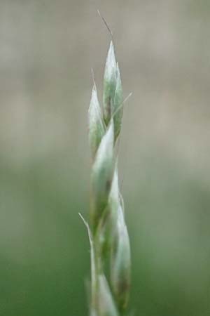 Deschampsia flexuosa \ Draht-Schmiele / Wavy Hair Grass, D Drover Heide 24.5.2018
